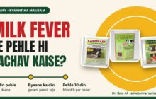 Milk fever se pehle hi bachav kaise? Byaane se 21 din pehle ka plan