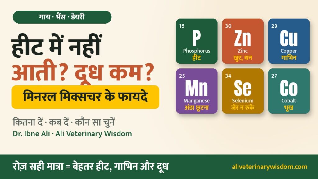 Mineral mixture ke fayde: gaay-bhains heat me nahi aati? Roz sahi matra me mineral