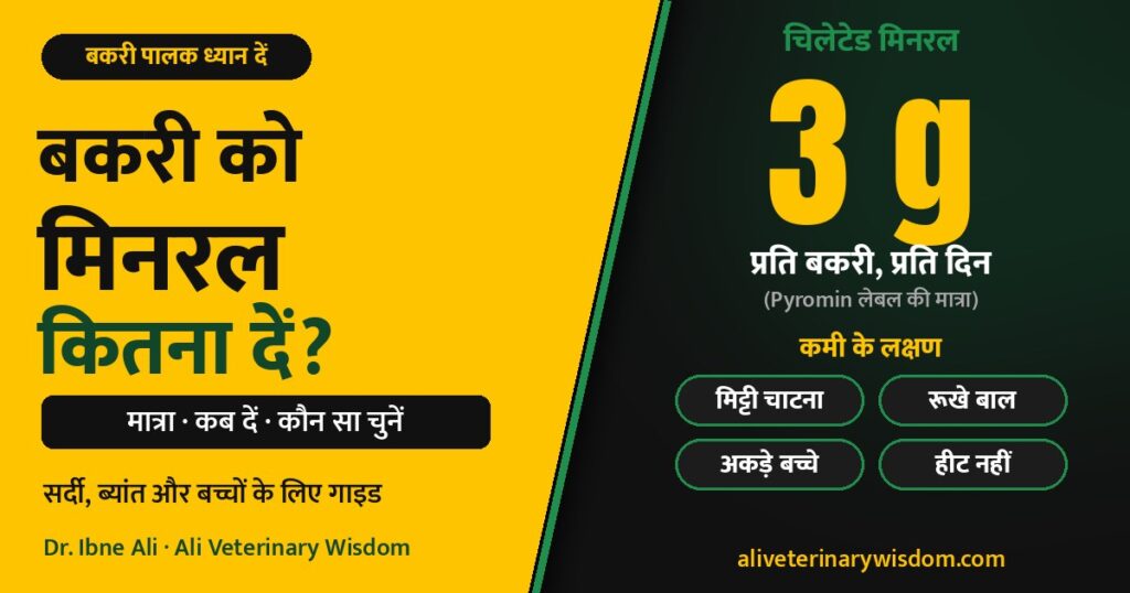 Bakri ke liye mineral mixture: kitna dein, kab dein, kaunsa chunein