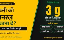Bakri ke liye mineral mixture: kitna dein, kab dein, kaunsa chunein