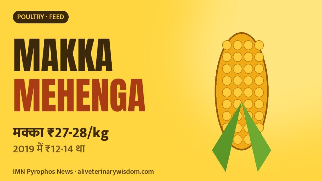 Makka ₹27-28 kilo: ethanol aur sookhe se poultry daana mehenga