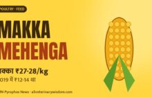 Makka ₹27-28 kilo: ethanol aur sookhe se poultry daana mehenga