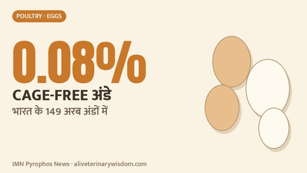 Cage-free layer hens on litter: cage-free eggs are only 0.08% of India's egg output