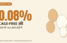 Cage-free layer hens on litter: cage-free eggs are only 0.08% of India's egg output