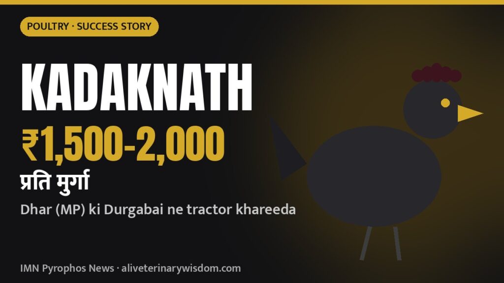 Kadaknath palan: Dhar ki Durgabai ek murga ₹1,500-2,000 me bechti hain