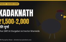 Kadaknath palan: Dhar ki Durgabai ek murga ₹1,500-2,000 me bechti hain