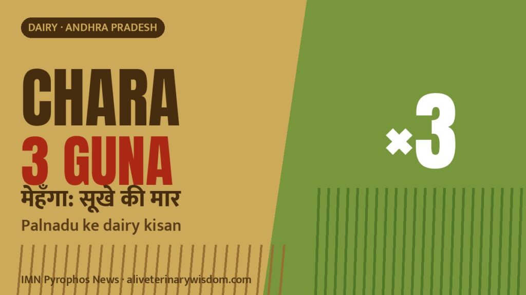 Fodder shortage: Palnadu ke dairy kisan ke liye sookhe me chaara teen guna mehenga