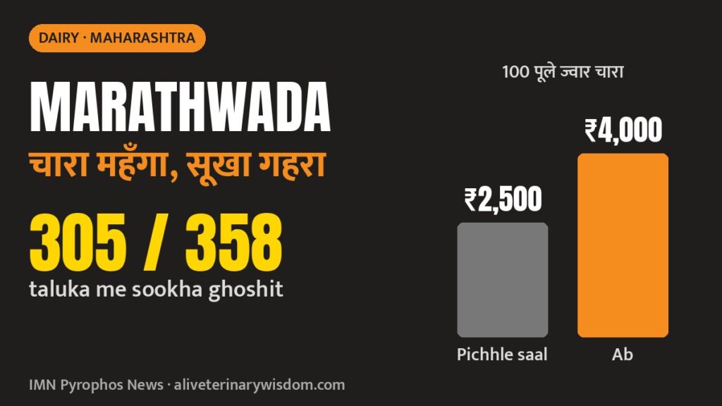 Marathwada chaara sankat: jowar kadbi 100 bundle ₹4,000, sookhe me pashupalak pareshan
