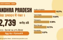 Andhra Pradesh number one in egg production: 2,739 crore eggs in FY25, with top five states by share