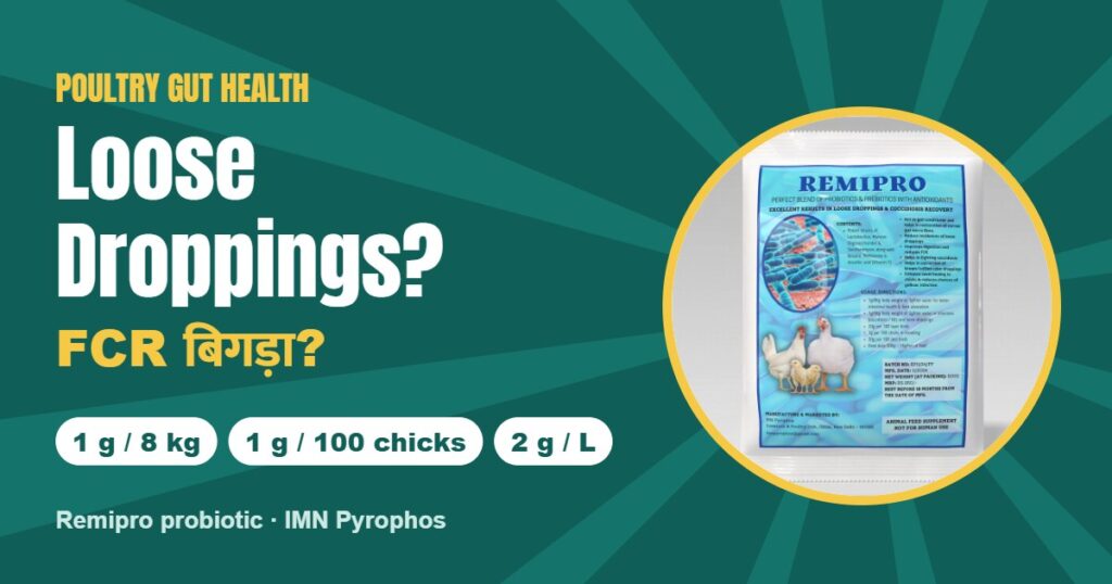 Loose droppings? Poultry ke liye probiotic Remipro: matra aur istemal