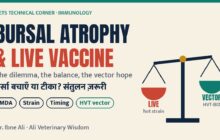 Bursal atrophy and live IBD vaccine dilemma: balance and vector vaccines