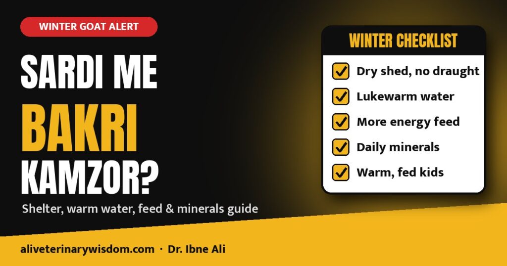 Sardi me bakri kamzor? Winter care of goats: shelter, water, feed and minerals