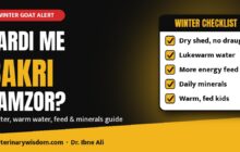 Sardi me bakri kamzor? Winter care of goats: shelter, water, feed and minerals